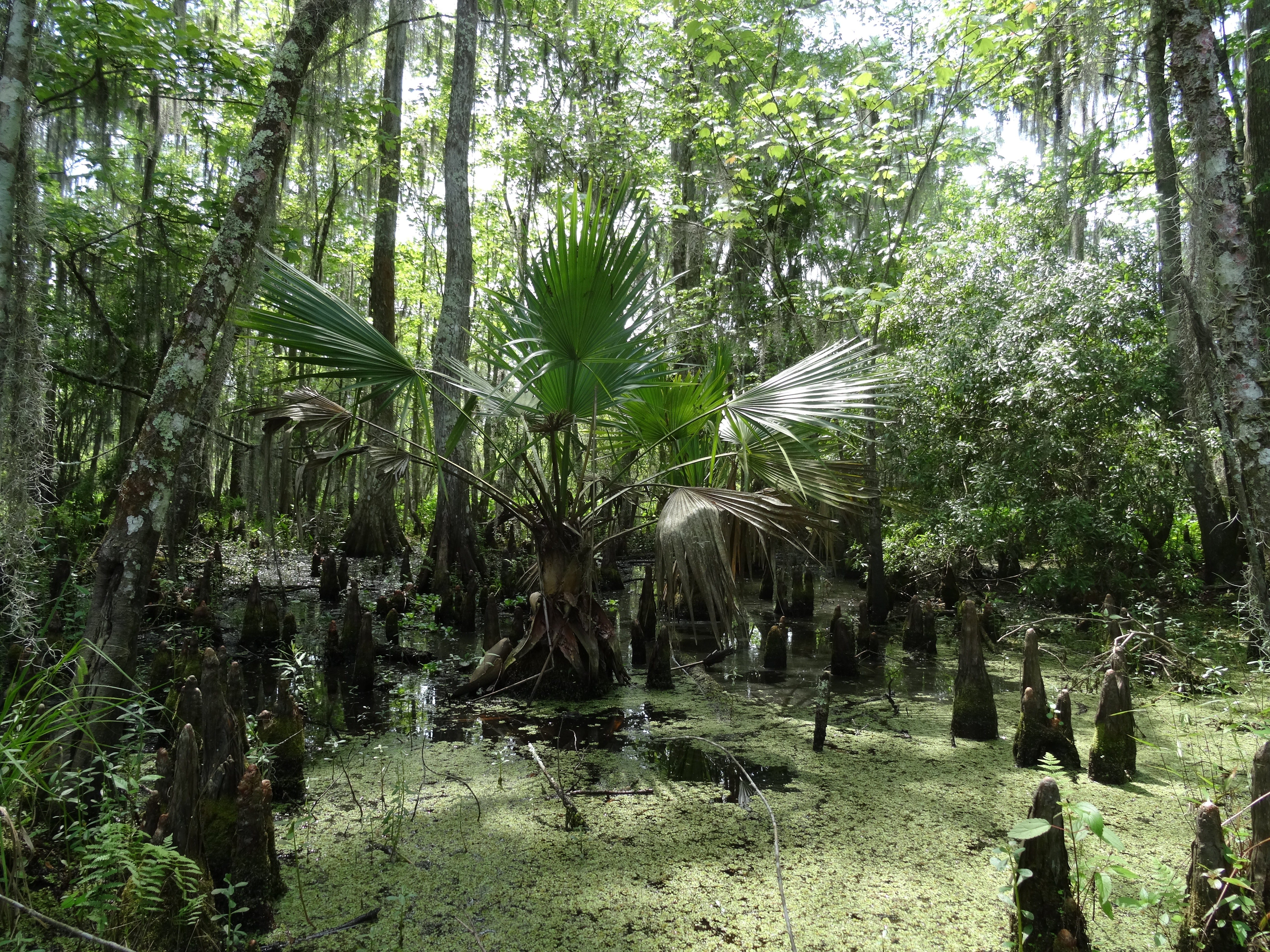 Barataria Preserve, Jean Lafitte National Historical Park and Preserve