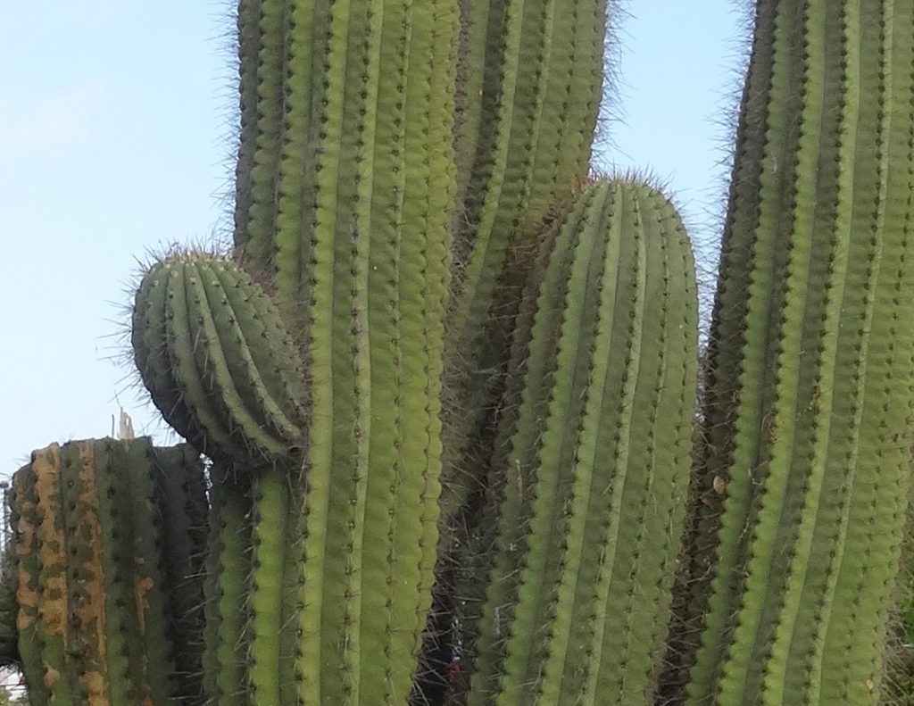 Saguaro cactus