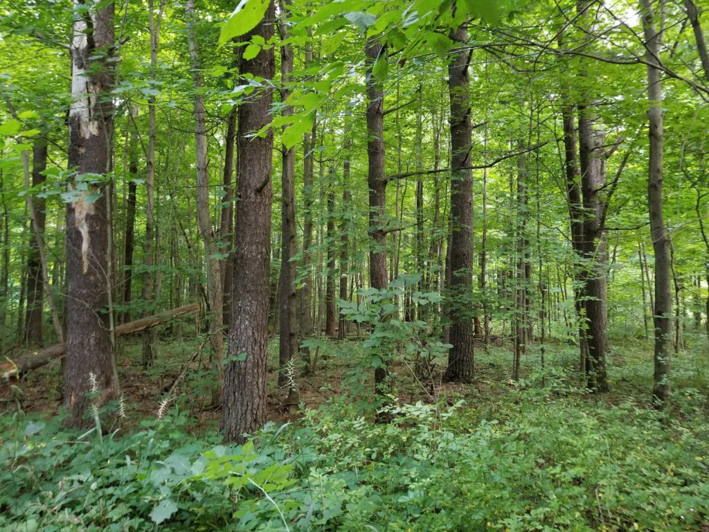 Russ Forest County Park, Volinia Township